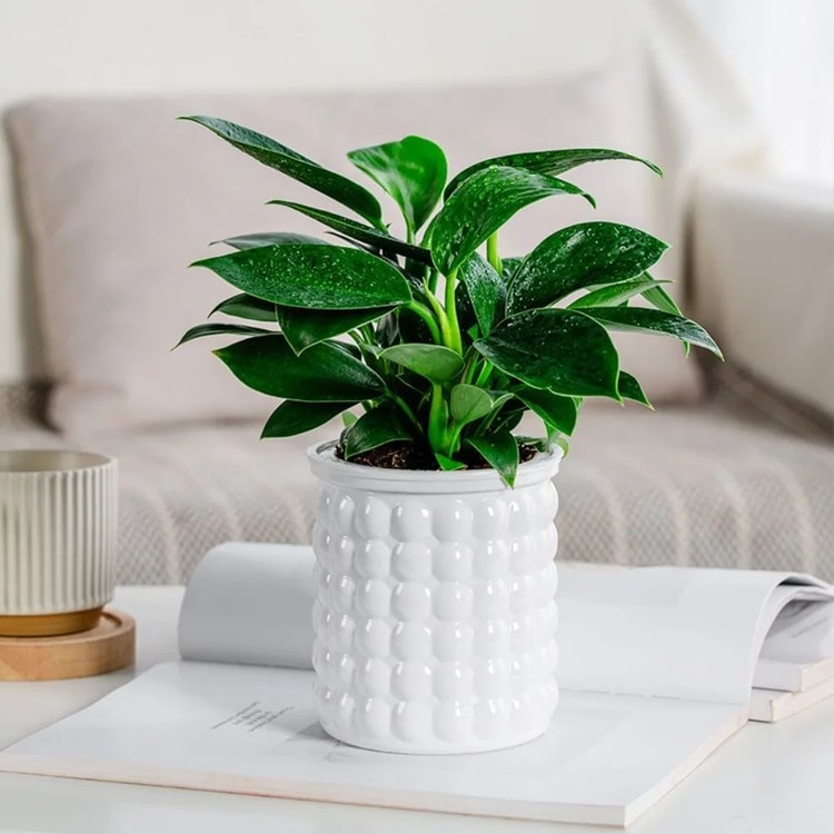 Self-Watering Plant Pot with Water Reservoir for Indoor Plants