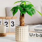 Self-Watering Plant Pot with Water Reservoir for Indoor Plants