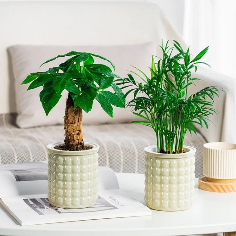 Self-Watering Plant Pot with Water Reservoir for Indoor Plants