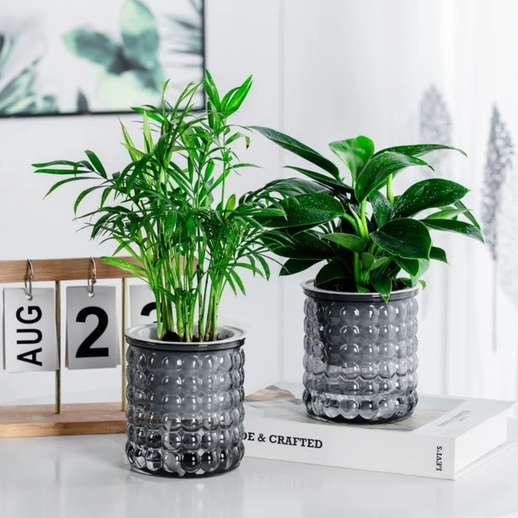 Self-Watering Plant Pot with Water Reservoir for Indoor Plants